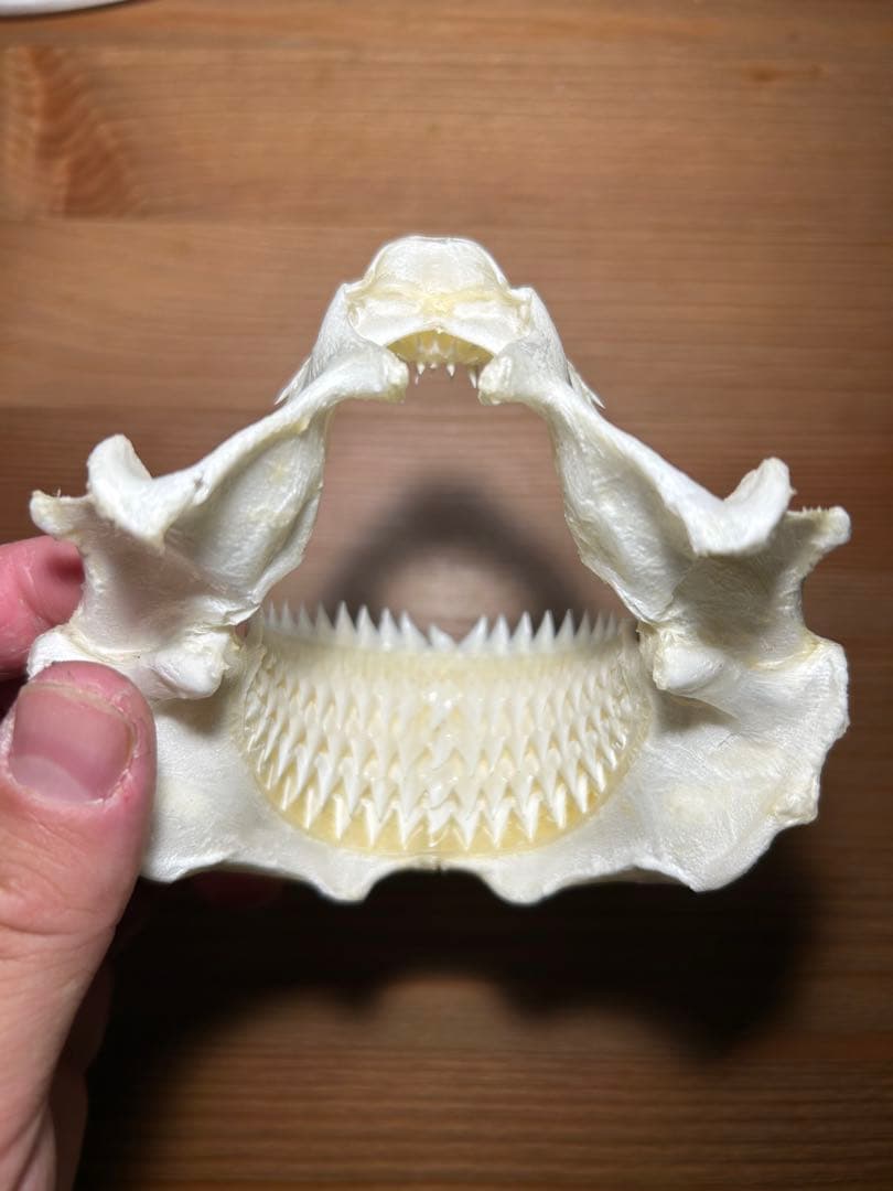 サメ(ヨロイザメ)の顎　標本