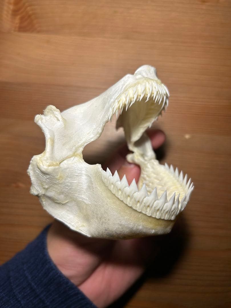 サメ(ヨロイザメ)の顎　標本
