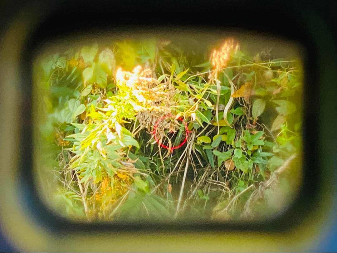 ★実物 EOTech 511 ホロサイト ＆マグカップ 法執行機関・軍用★