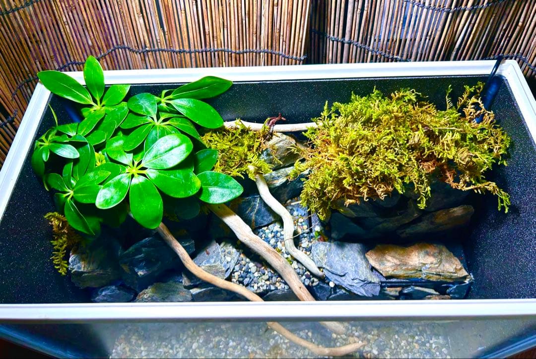 水の流れる滝テラリウム水槽　40サイズ