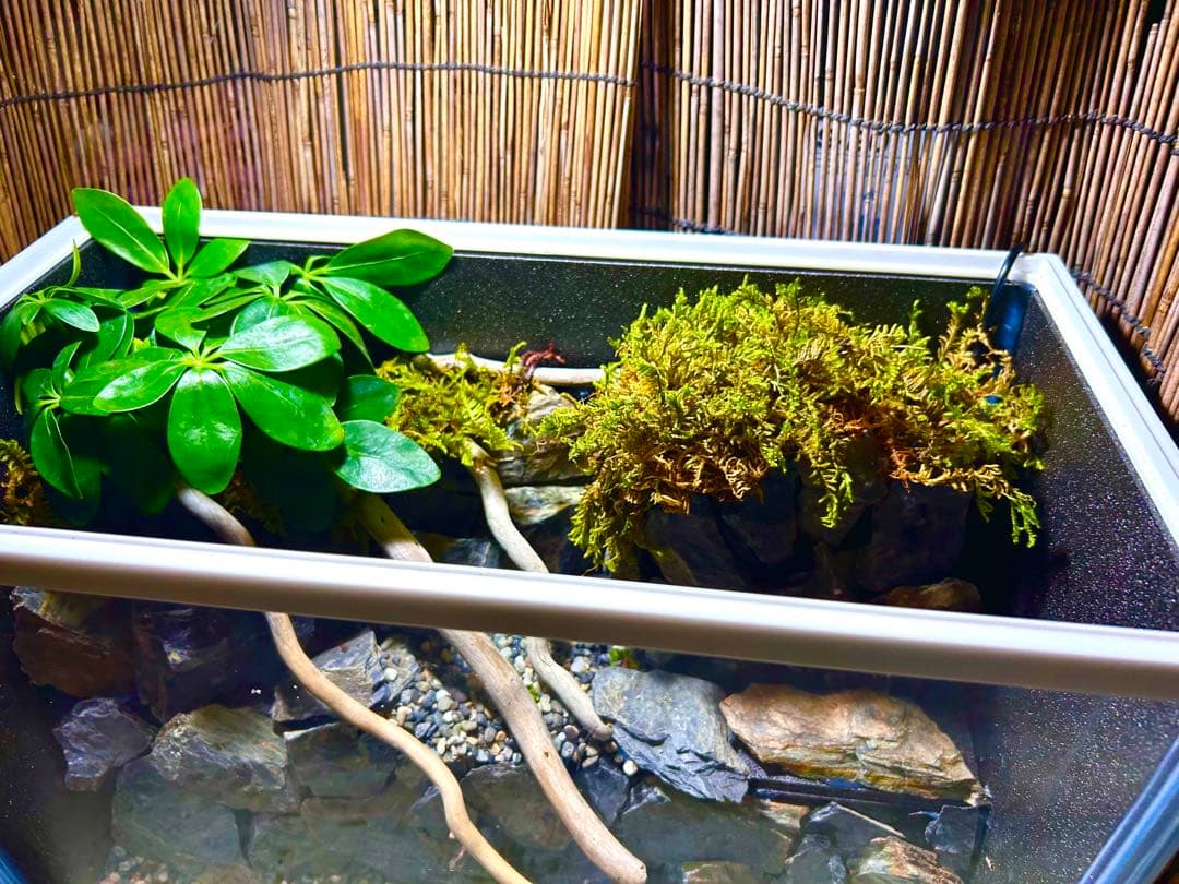 水の流れる滝テラリウム水槽　40サイズ