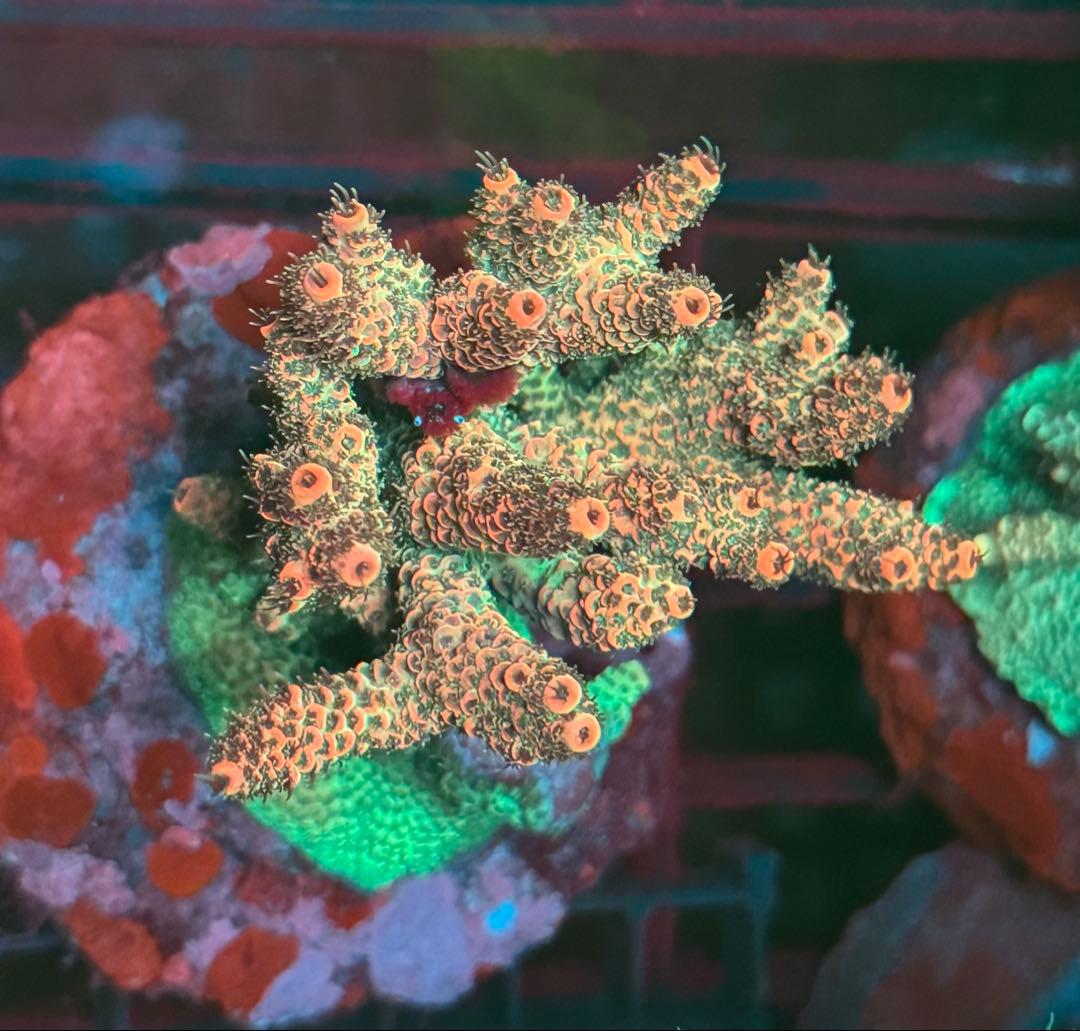SPS 7種類 サンゴ