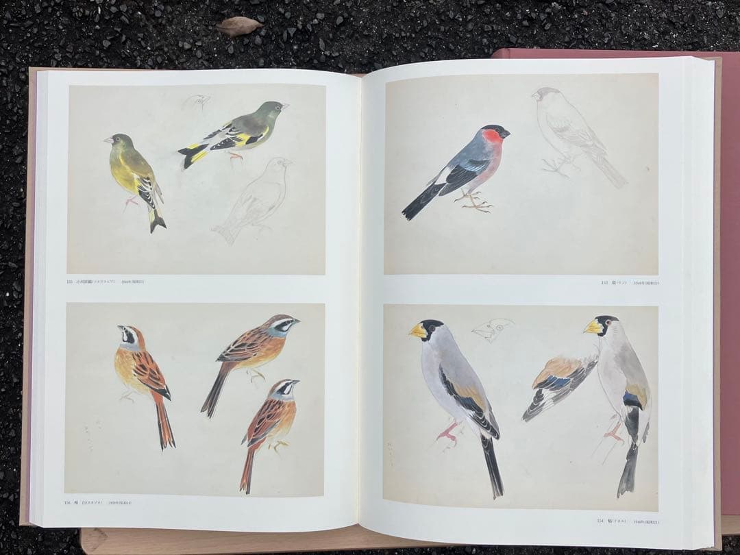 杉山寧素描聚成 全一巻二分冊 特典？付 1992年 小学館