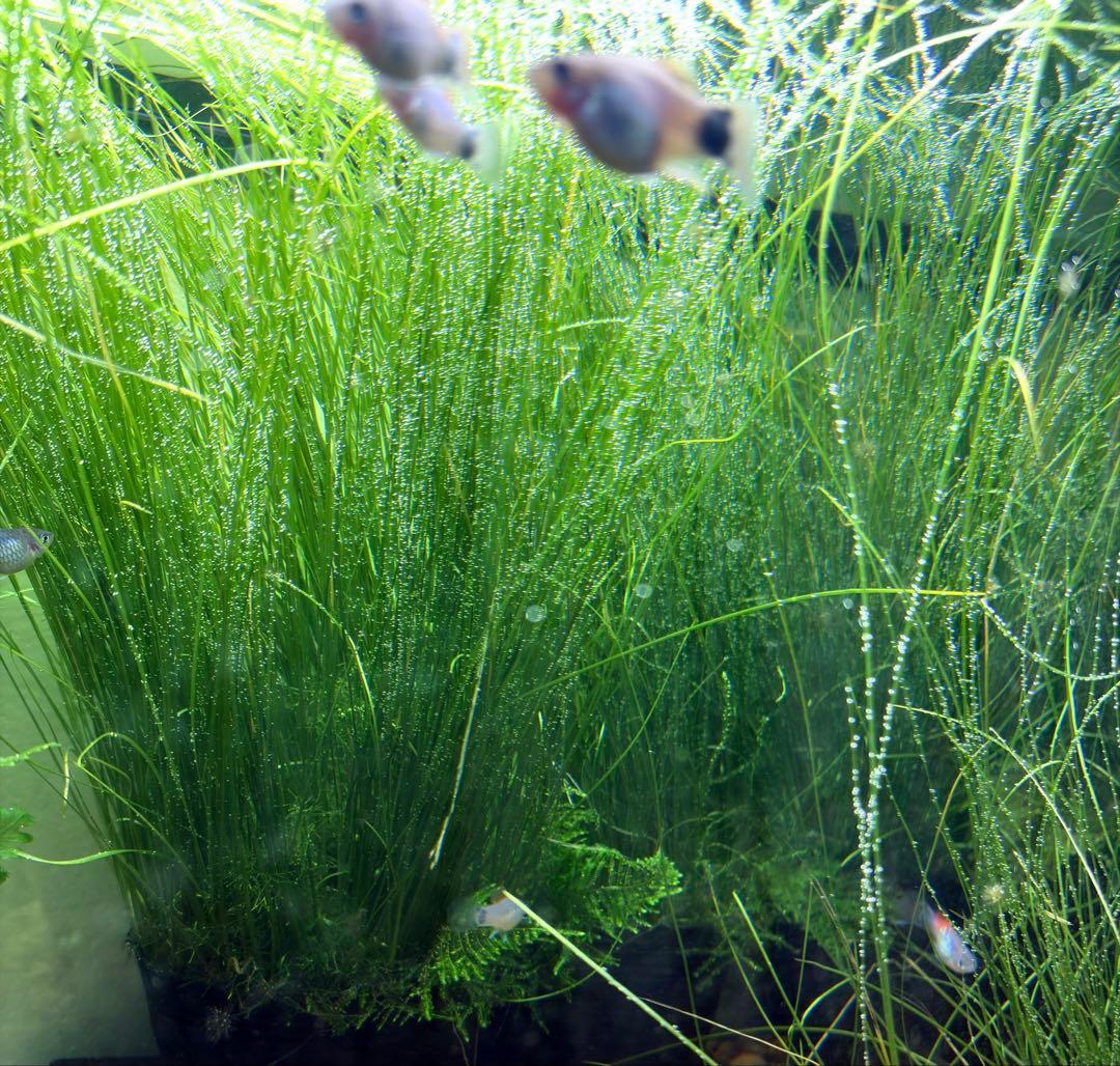 ADAソーシャルフェザーダスター50株