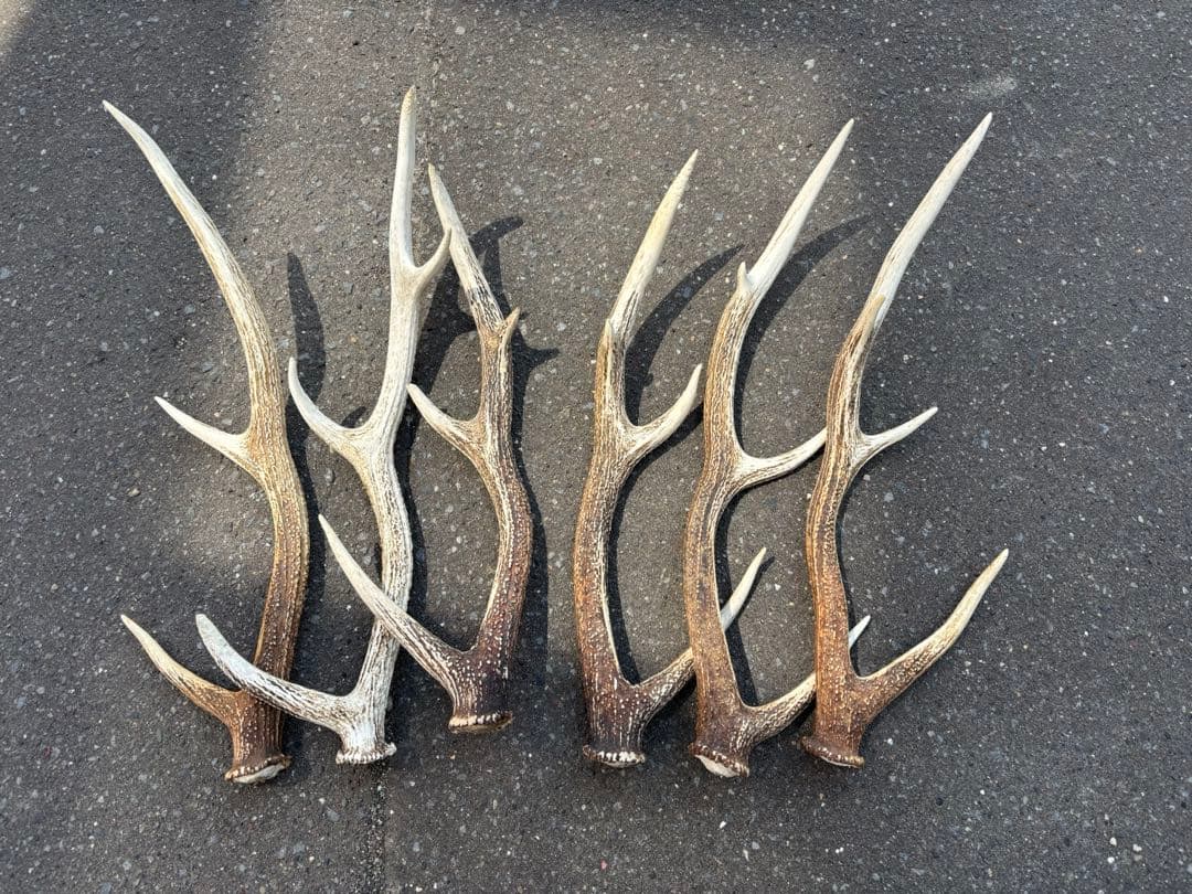 【鹿ツノ】6本セット4.6キロ　北海道産　エゾシカ　鹿の角　天然
