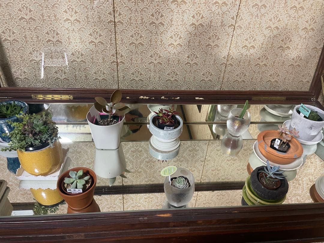 SALE アンティーク　木製ガラスケース