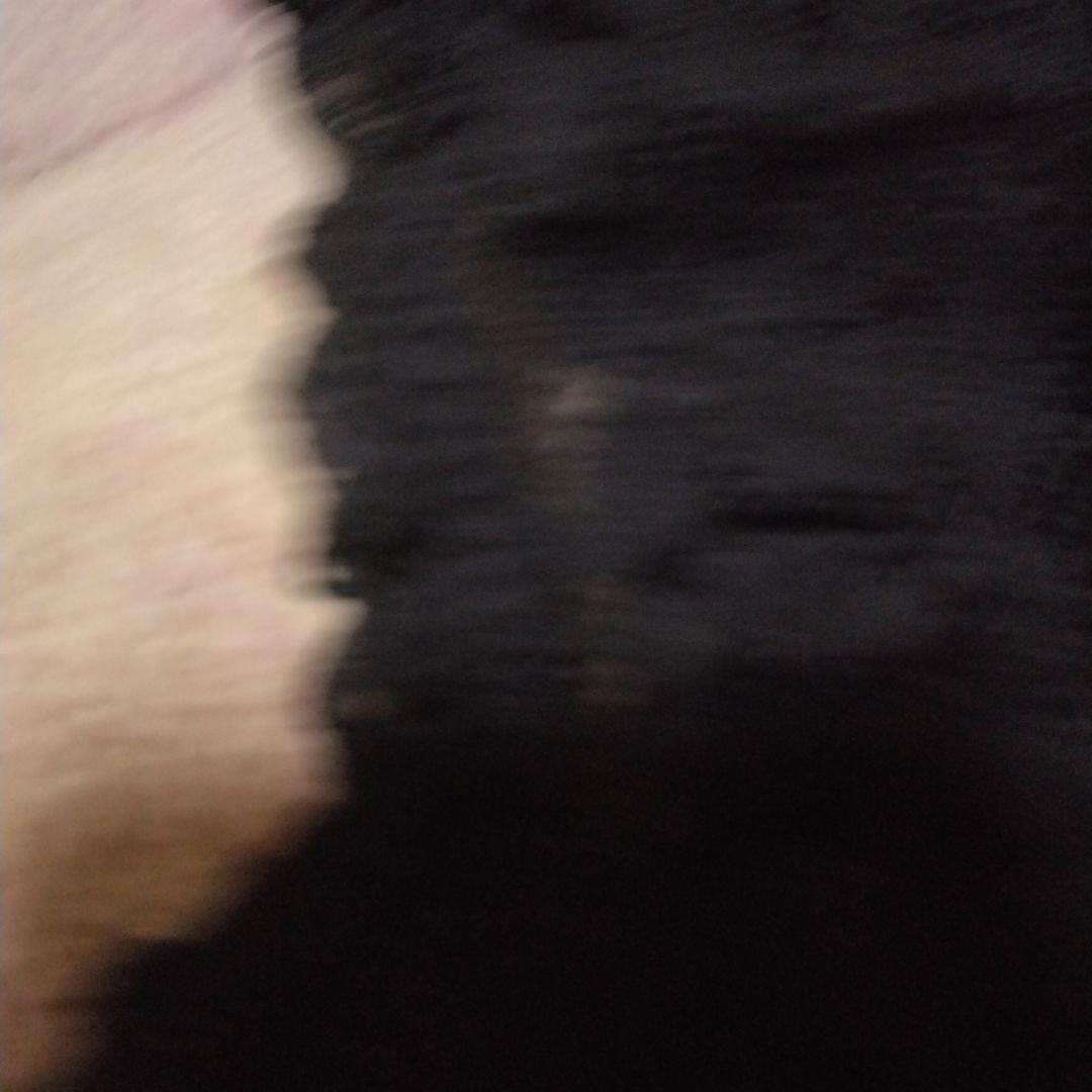 お値下ピンクハウス　INGEBORG 　美品激かわブラックワンピース フリル付き