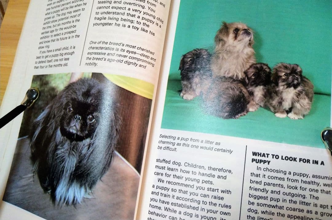ペキニーズ書籍4冊セット 本 洋書 写真 pekingese PEKINGESE