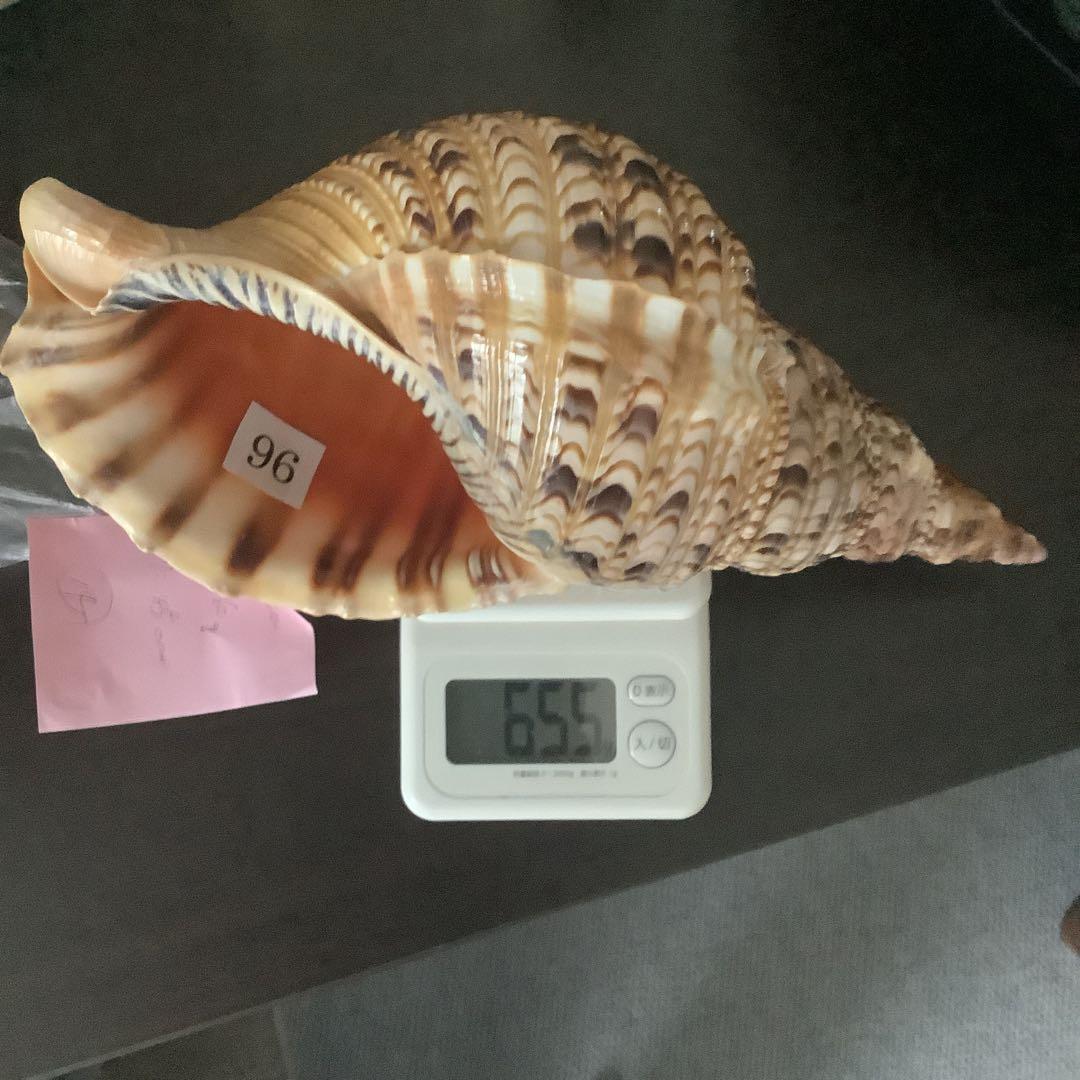 法螺貝まとめウリ