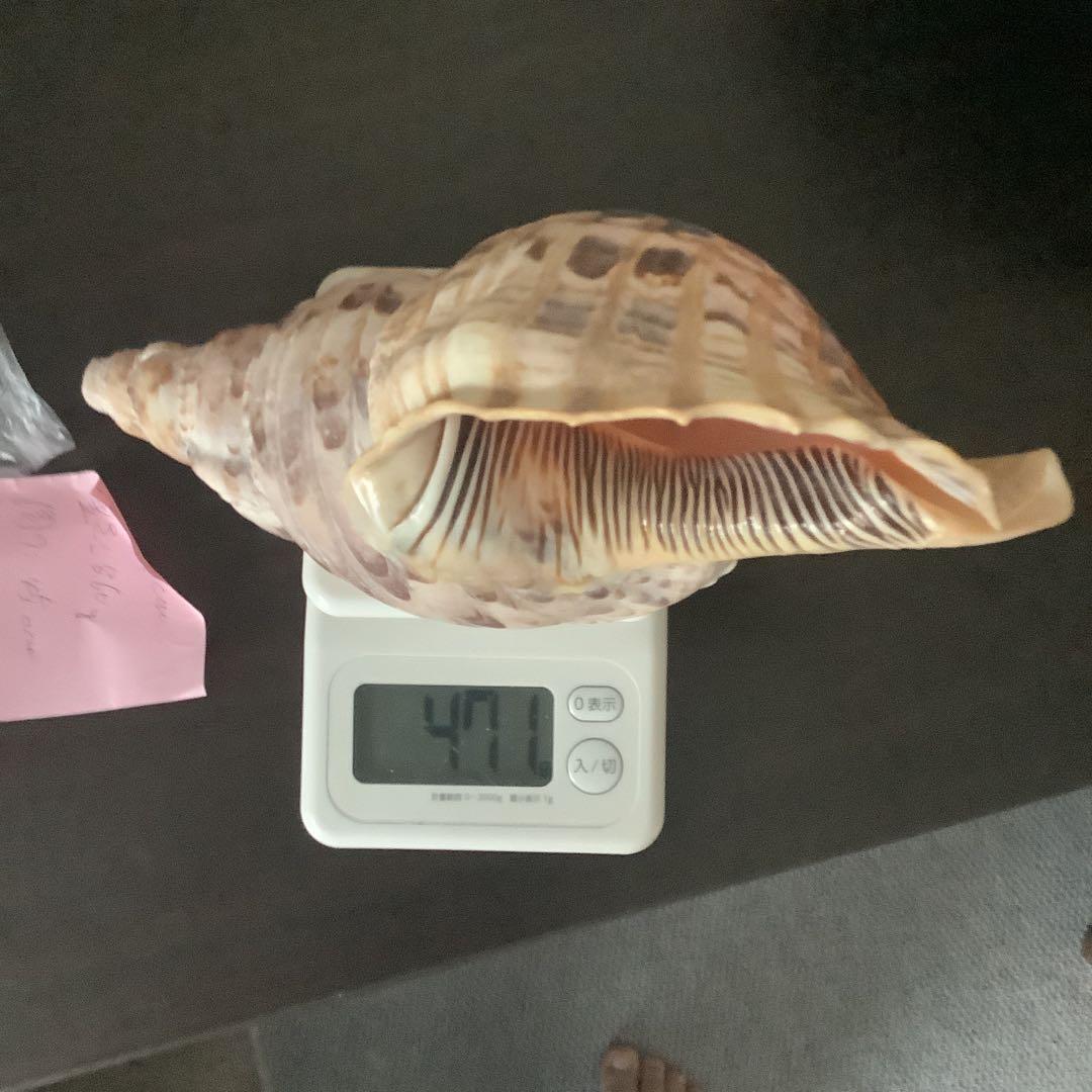 法螺貝まとめウリ