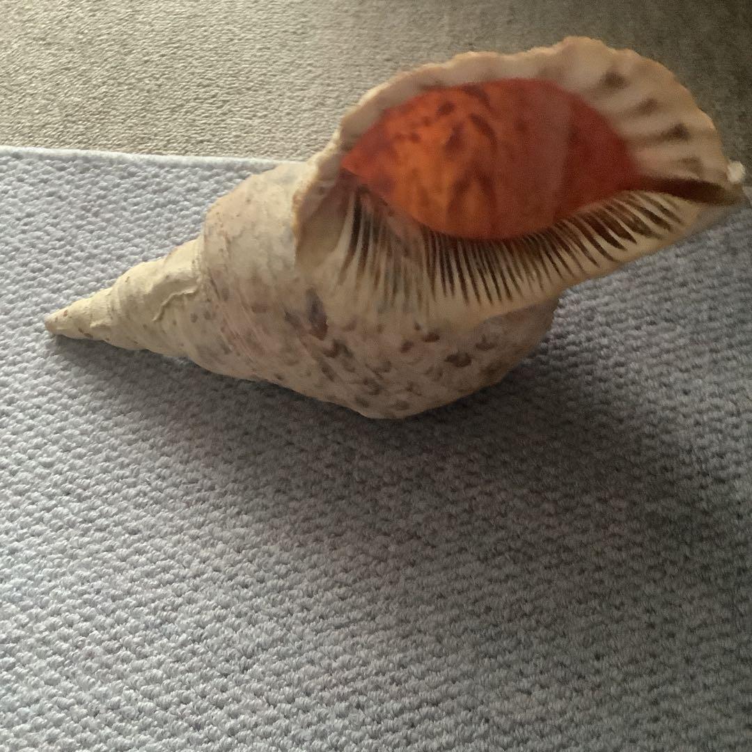 法螺貝まとめウリ