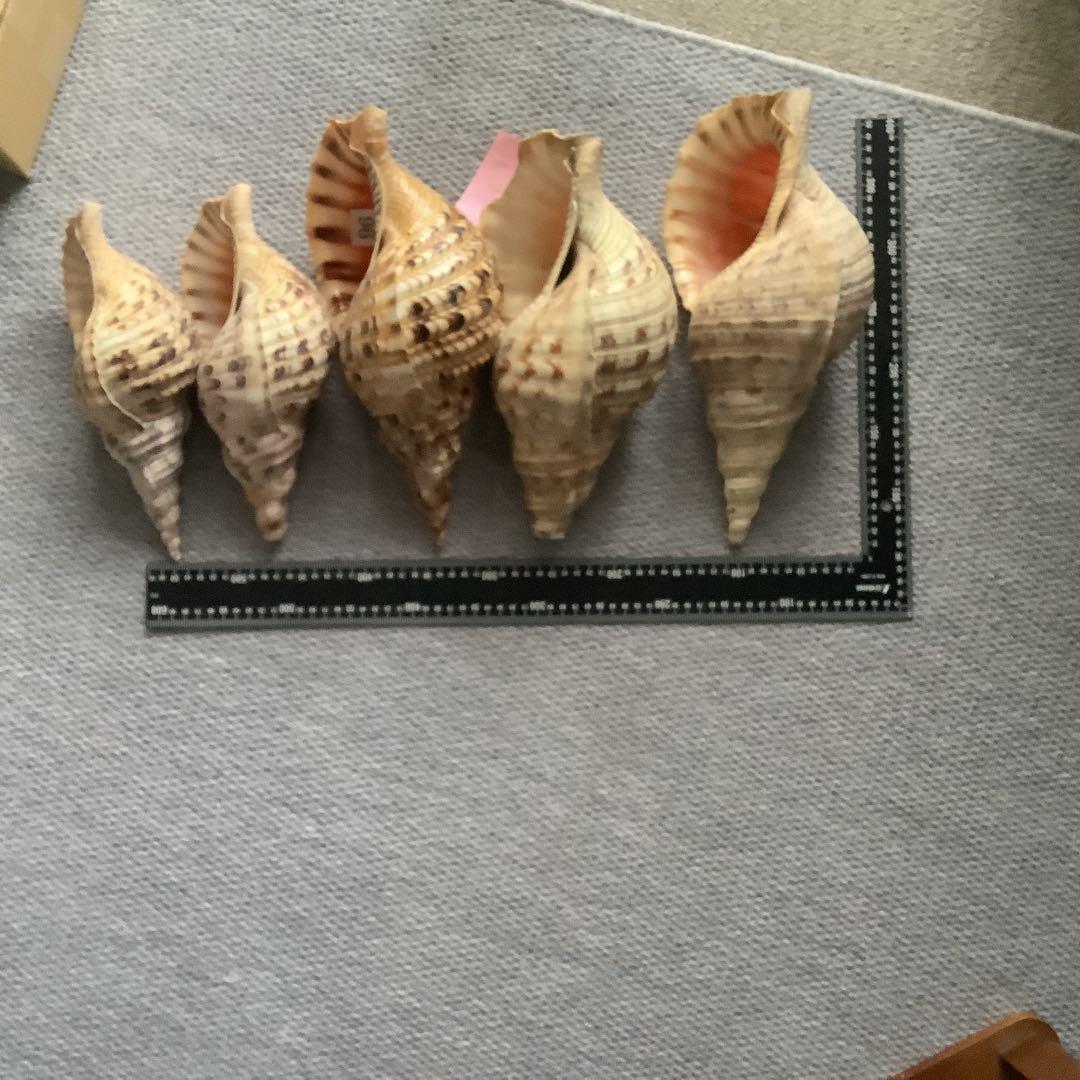 法螺貝まとめウリ