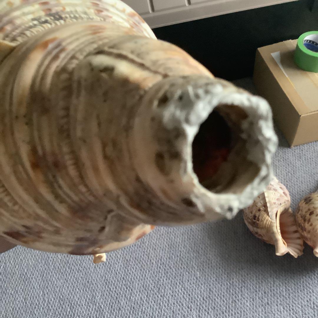 法螺貝まとめウリ