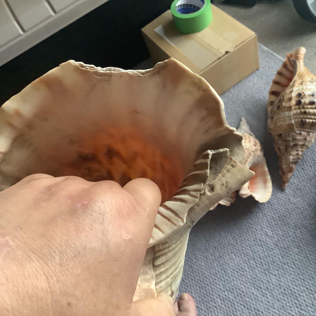 法螺貝まとめウリ