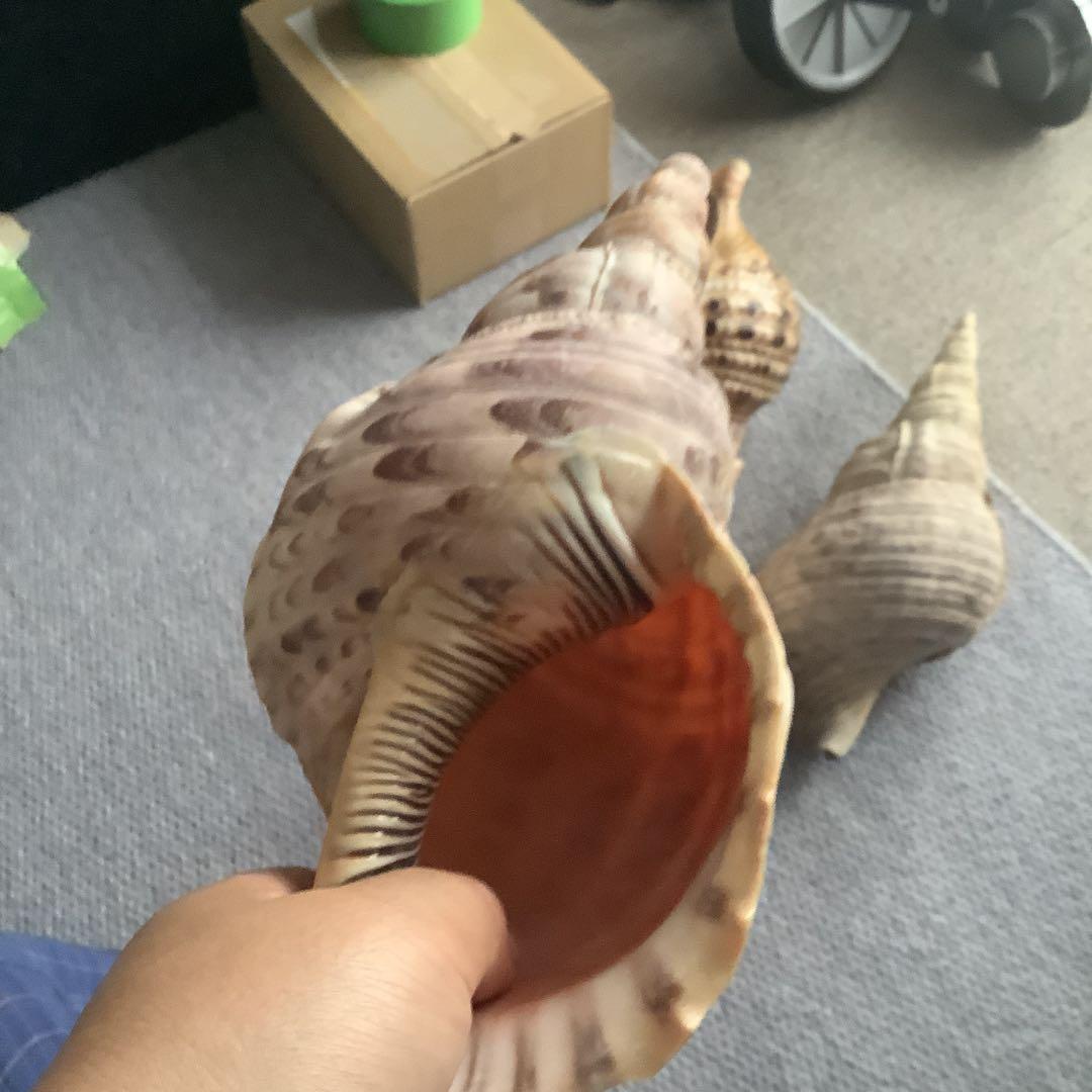 法螺貝まとめウリ