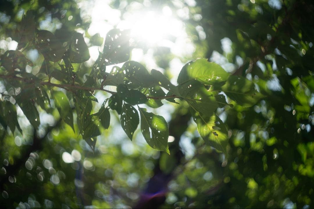 分解清掃済 Helios-44-2 58mm f2 ぐるぐるボケ 6