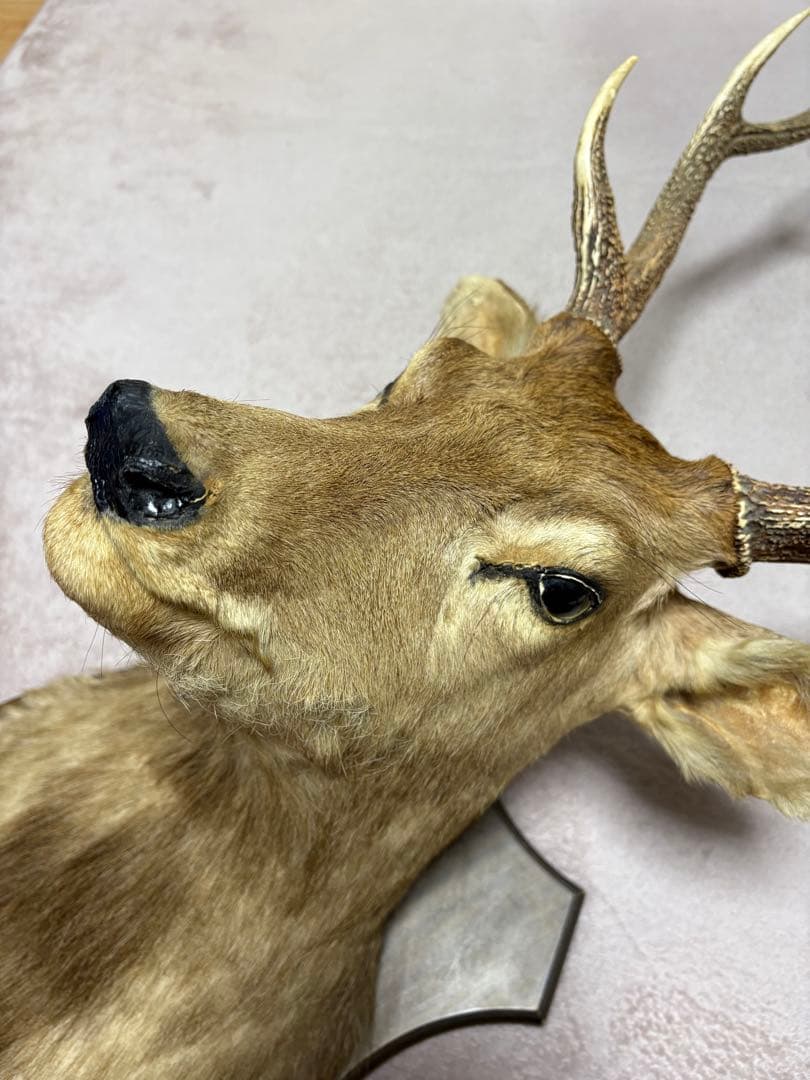 ✩.*˚鹿の剥製✩.*˚