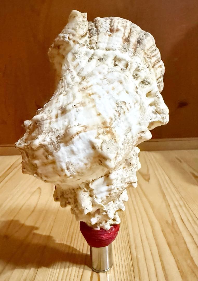 コンパクト肉厚　法螺貝　ほら貝　ホラガイ❣️