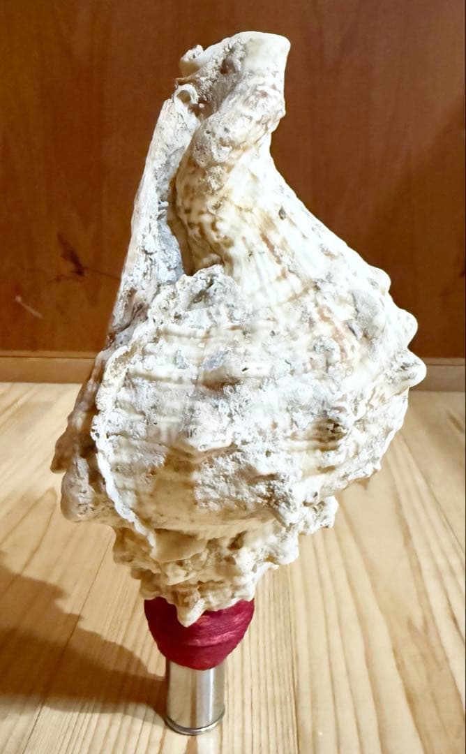 コンパクト肉厚　法螺貝　ほら貝　ホラガイ❣️