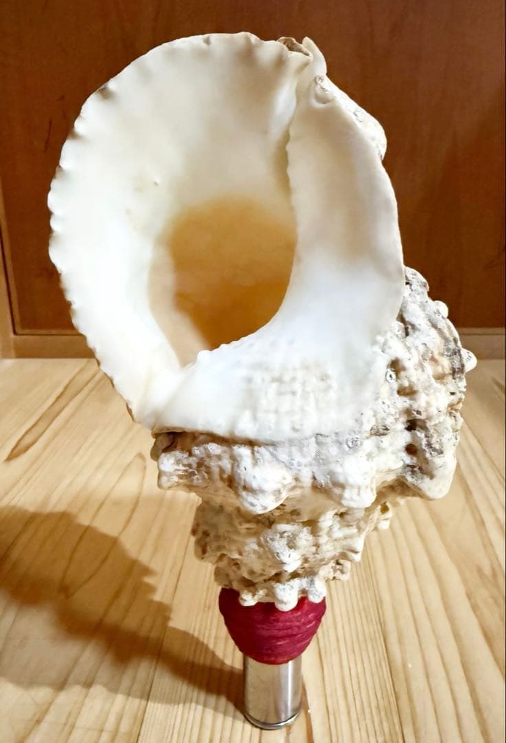 コンパクト肉厚　法螺貝　ほら貝　ホラガイ❣️