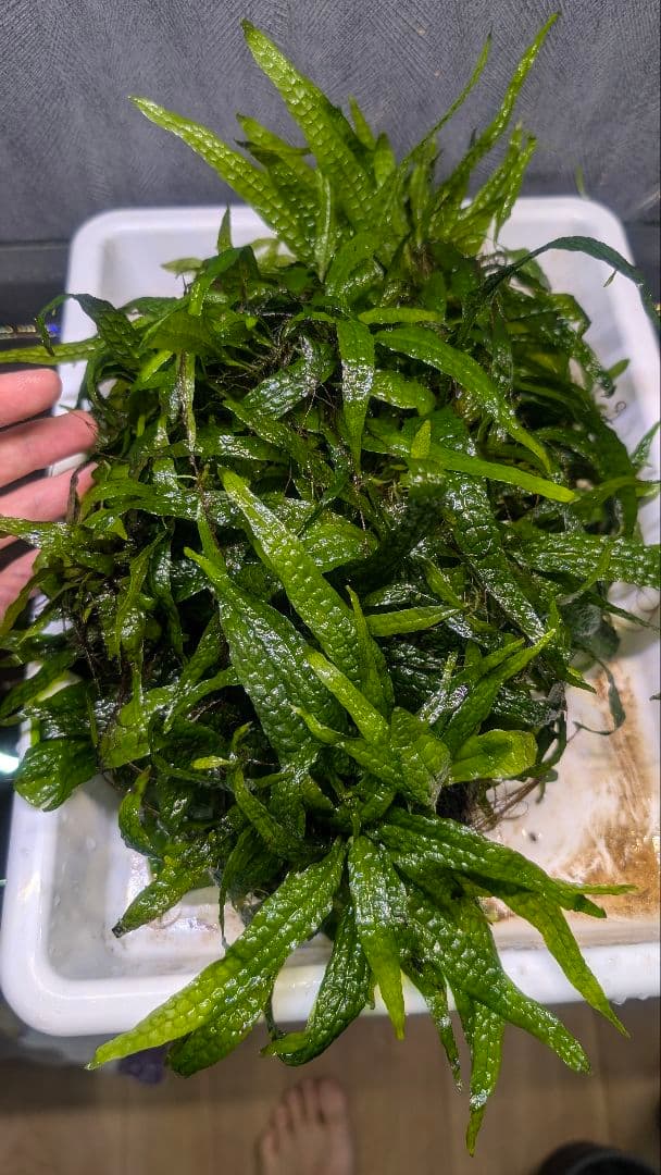 超特大！ LA便 ミクロソリウム ミンダナオ