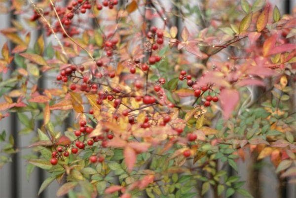 ★超美★MINOLTA MAXXUM AF 50mm F1.7 ソニー・ミノルタ