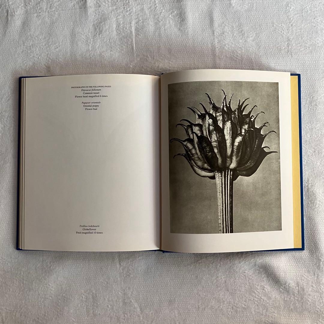 アート・デザイン・音楽 90s Karl Blossfeldt art book