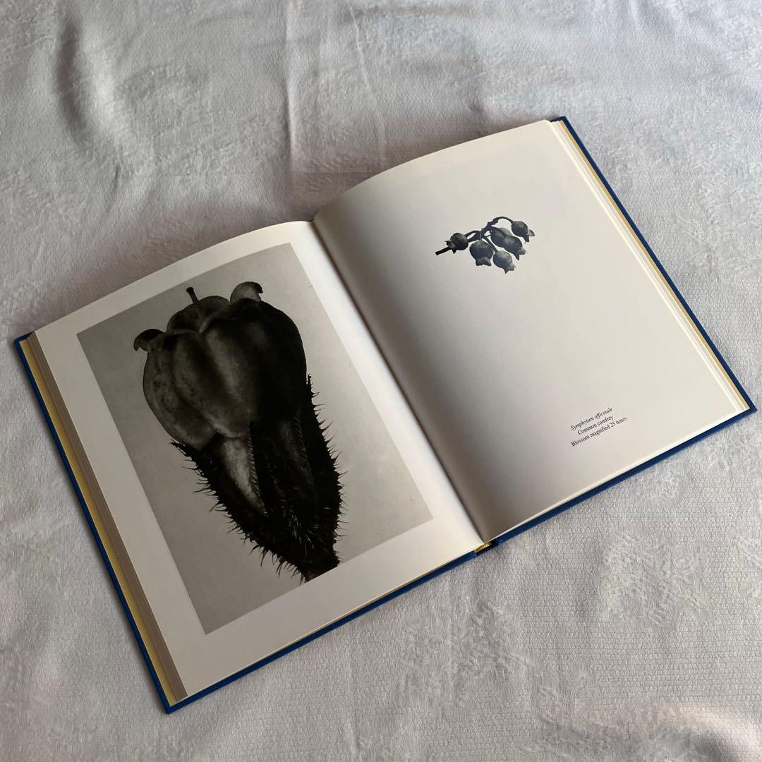 アート・デザイン・音楽 90s Karl Blossfeldt art book