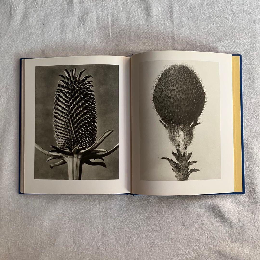 アート・デザイン・音楽 90s Karl Blossfeldt art book
