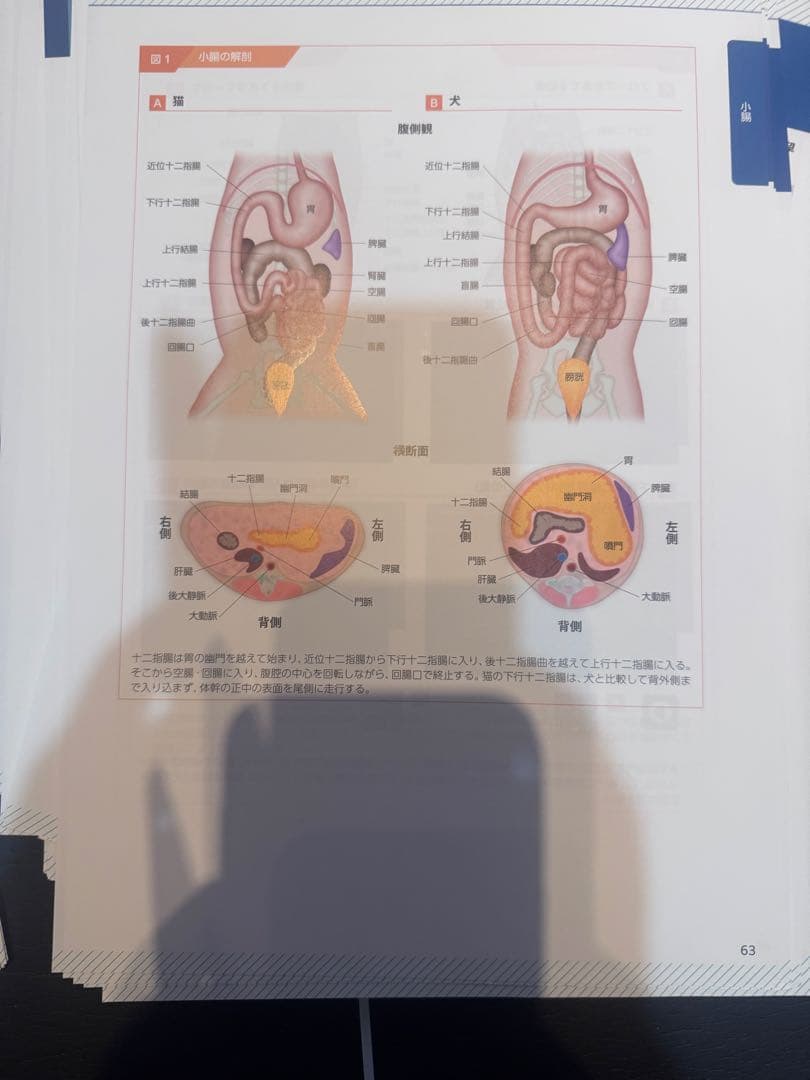 ＊裁断済み　猫の超音波検査