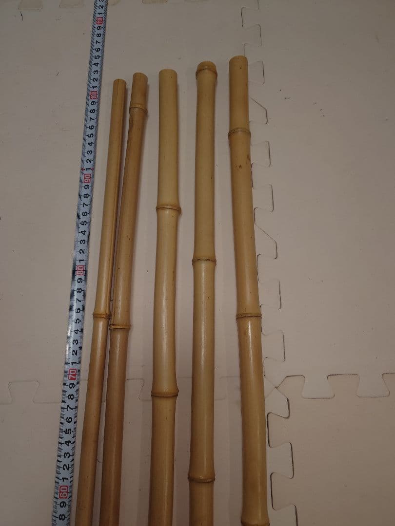 【淡竹】（根付き）❗