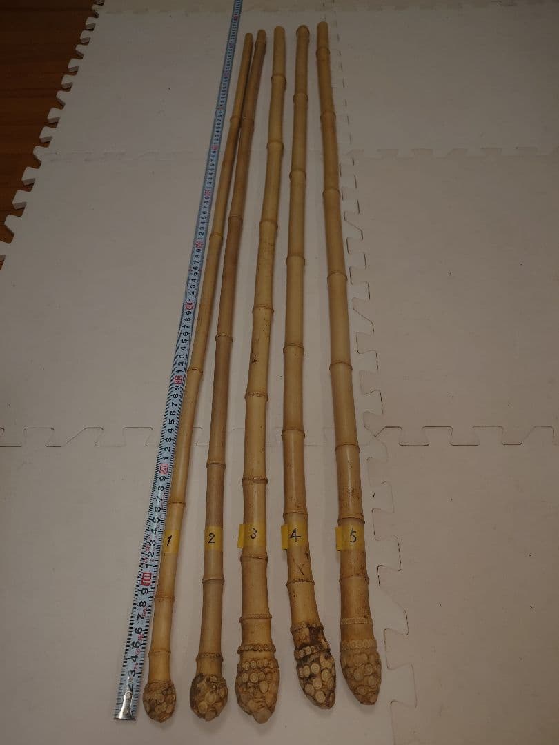 【淡竹】（根付き）❗