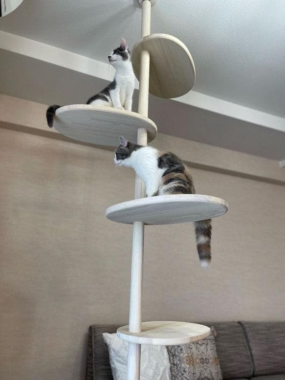 popichan　天然木　突っ張り型キャットタワー 5段 　2ｍ40ｃｍ