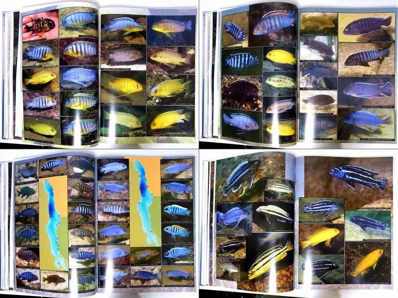 マラウイ シクリッド 洋書 Malawicichliden [6k]