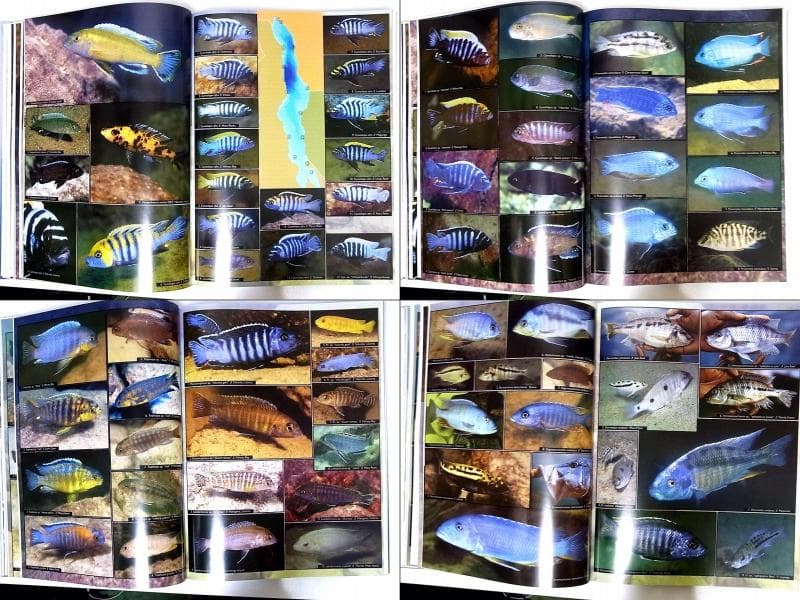 マラウイ シクリッド 洋書 Malawicichliden [6k]