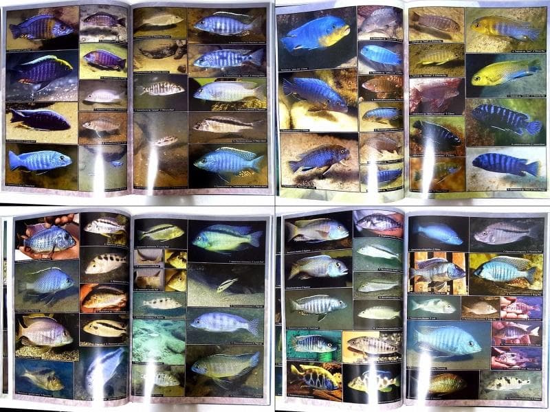 マラウイ シクリッド 洋書 Malawicichliden [6k]