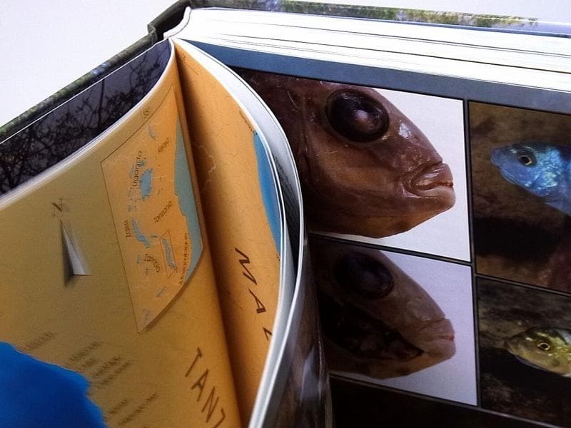 マラウイ シクリッド 洋書 Malawicichliden [6k]