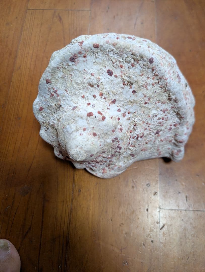 特大夜光貝14個セット　約1000g〜1800g　約17kgまとめ売り