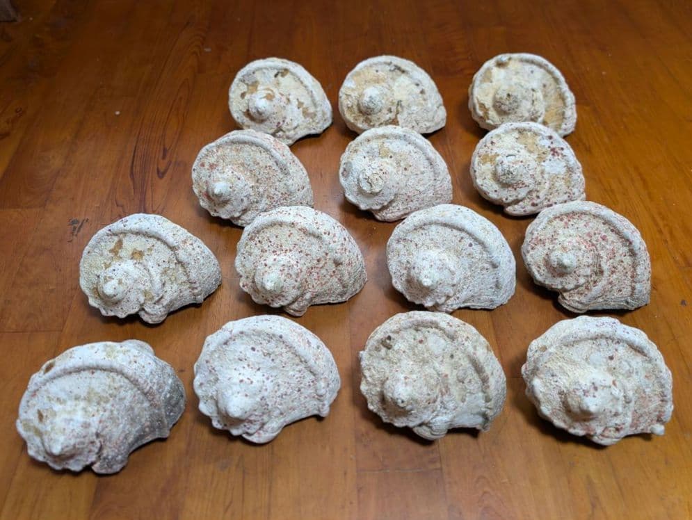 特大夜光貝14個セット　約1000g〜1800g　約17kgまとめ売り