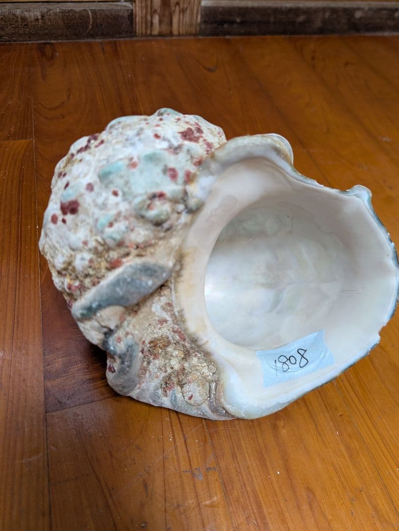 特大夜光貝14個セット　約1000g〜1800g　約17kgまとめ売り