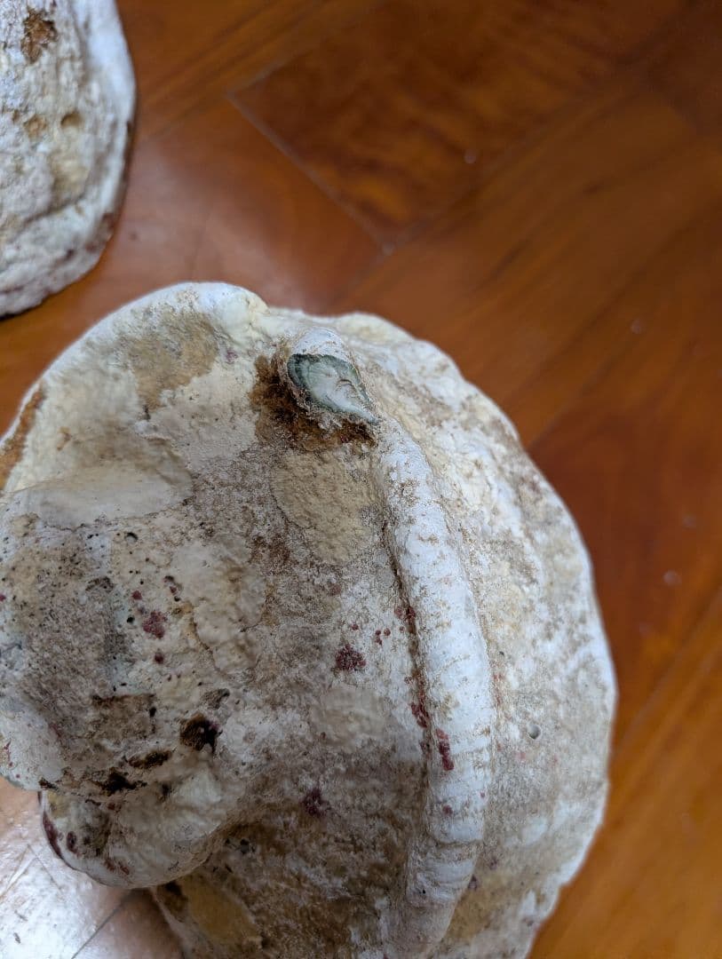 特大夜光貝14個セット　約1000g〜1800g　約17kgまとめ売り