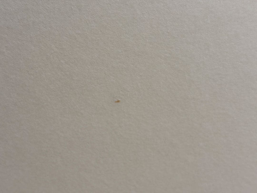 向蝶 枠付 風炉先屏風 茶道具