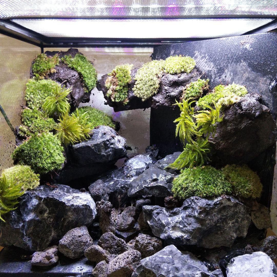 【受注生産】イモリウムグラステラリウム3030　苔テラリウム　アクアテラリウム