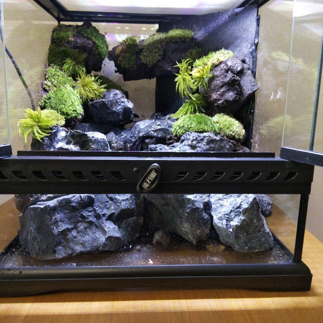 【受注生産】イモリウムグラステラリウム3030　苔テラリウム　アクアテラリウム