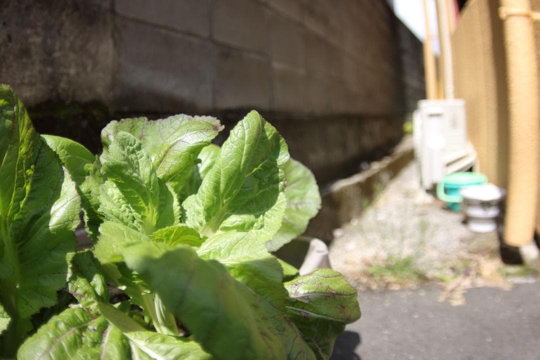 【美品】広角 ロシアレンズ MC Zenitar 16mm F2.8 M42