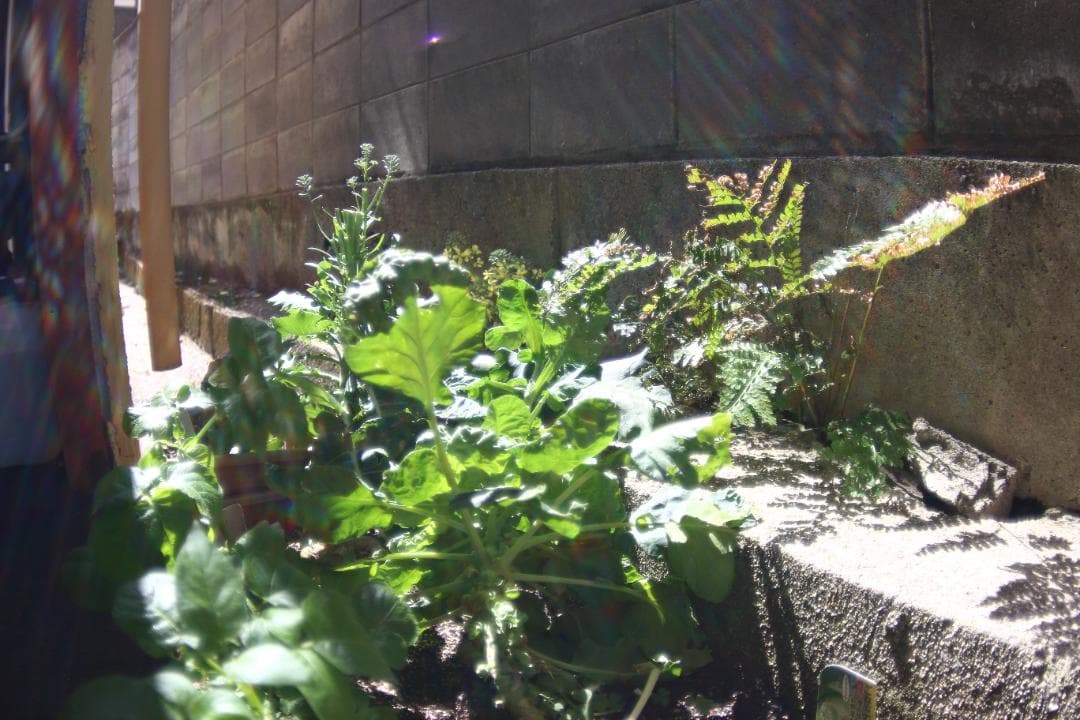 【美品】広角 ロシアレンズ MC Zenitar 16mm F2.8 M42