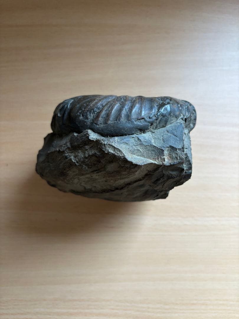 北海道産　アンモナイト　2500g置き物