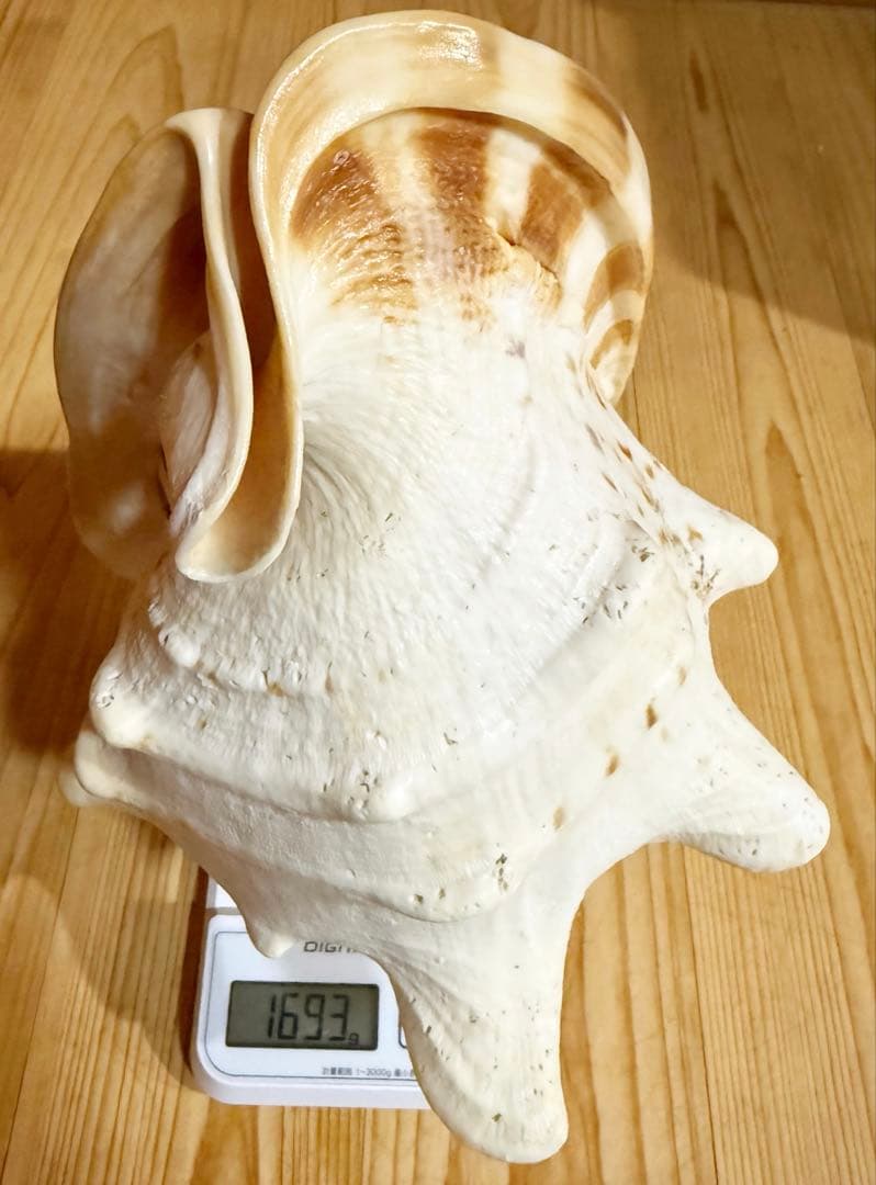 綺麗な大型肉厚トウカムリ 法螺貝　ほら貝　ホラガイ❣️