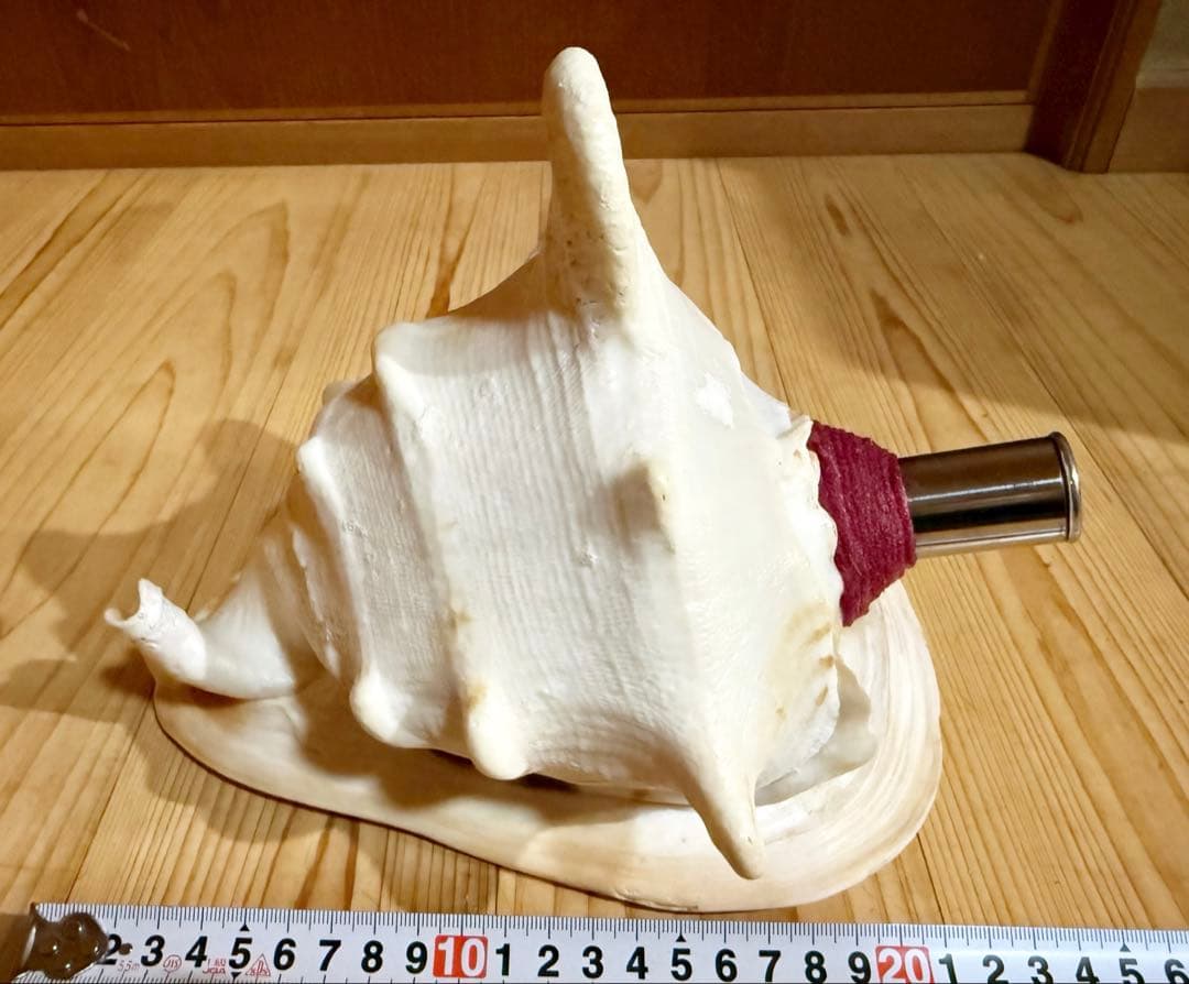 綺麗な大型肉厚トウカムリ 法螺貝　ほら貝　ホラガイ❣️
