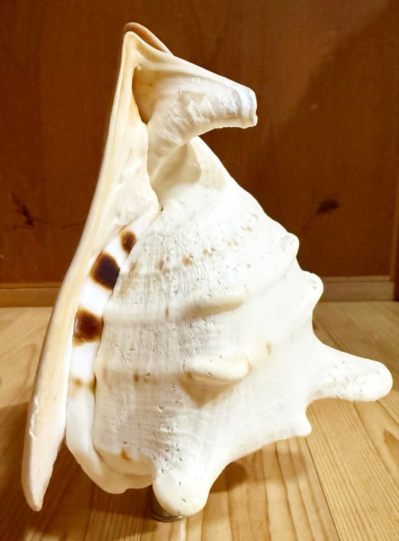 綺麗な大型肉厚トウカムリ 法螺貝　ほら貝　ホラガイ❣️